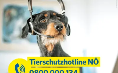 Tierschutz-Hotline 0800-000134